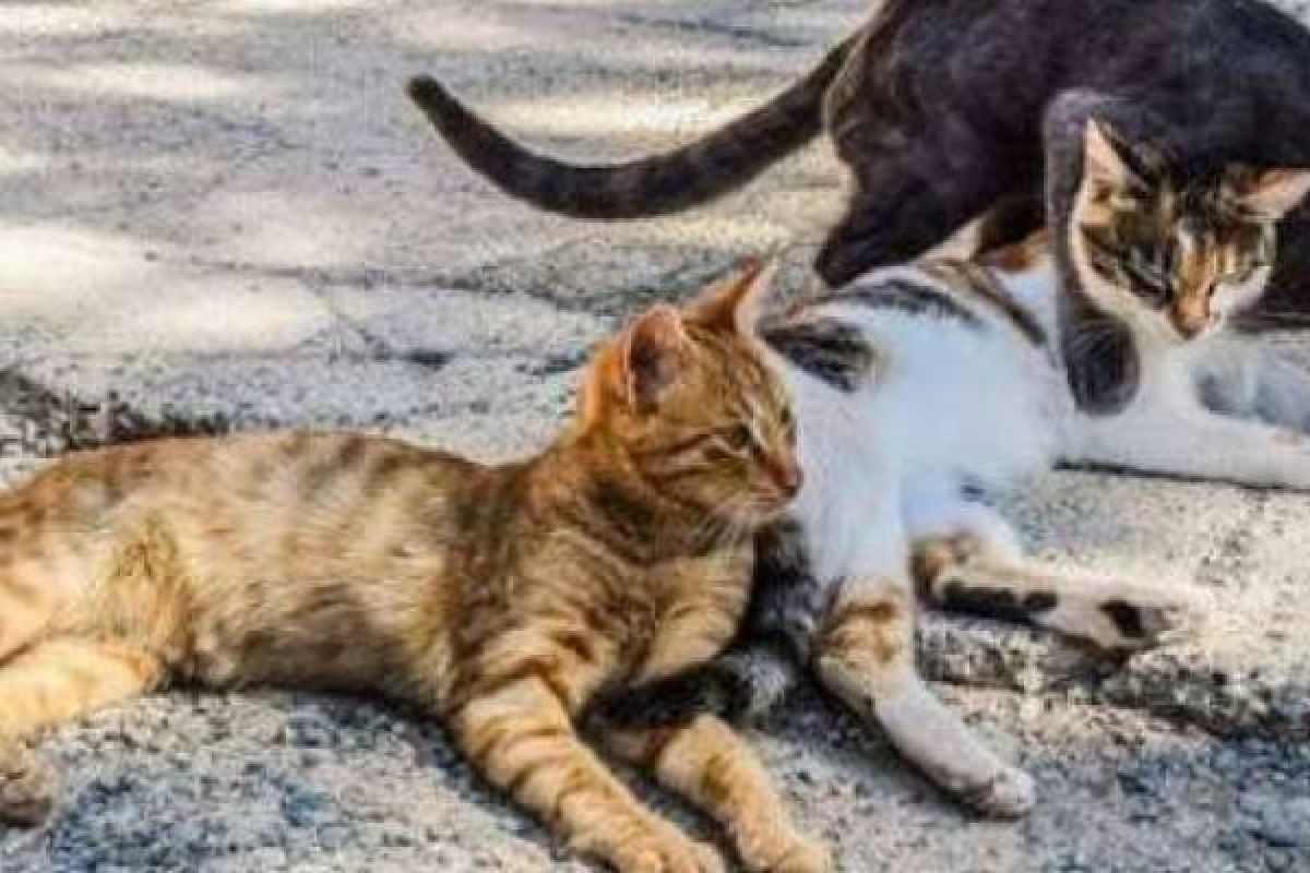 Berikut kiat merawat kucing lokal sebagai hewan kesayangan