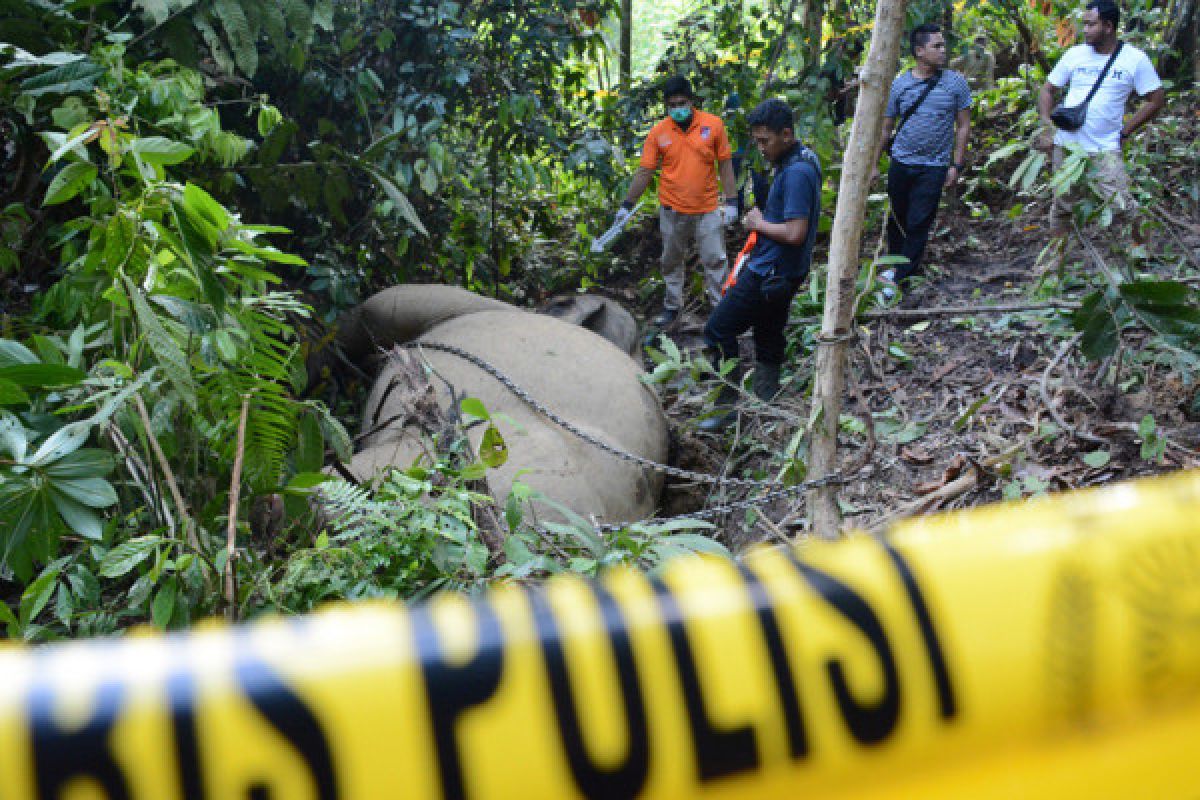 Gajah mati ditemukan di pedalaman Aceh