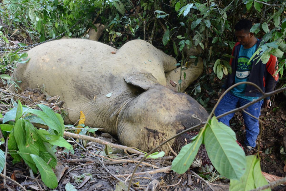 Police arrest two for killing elephant in East Aceh