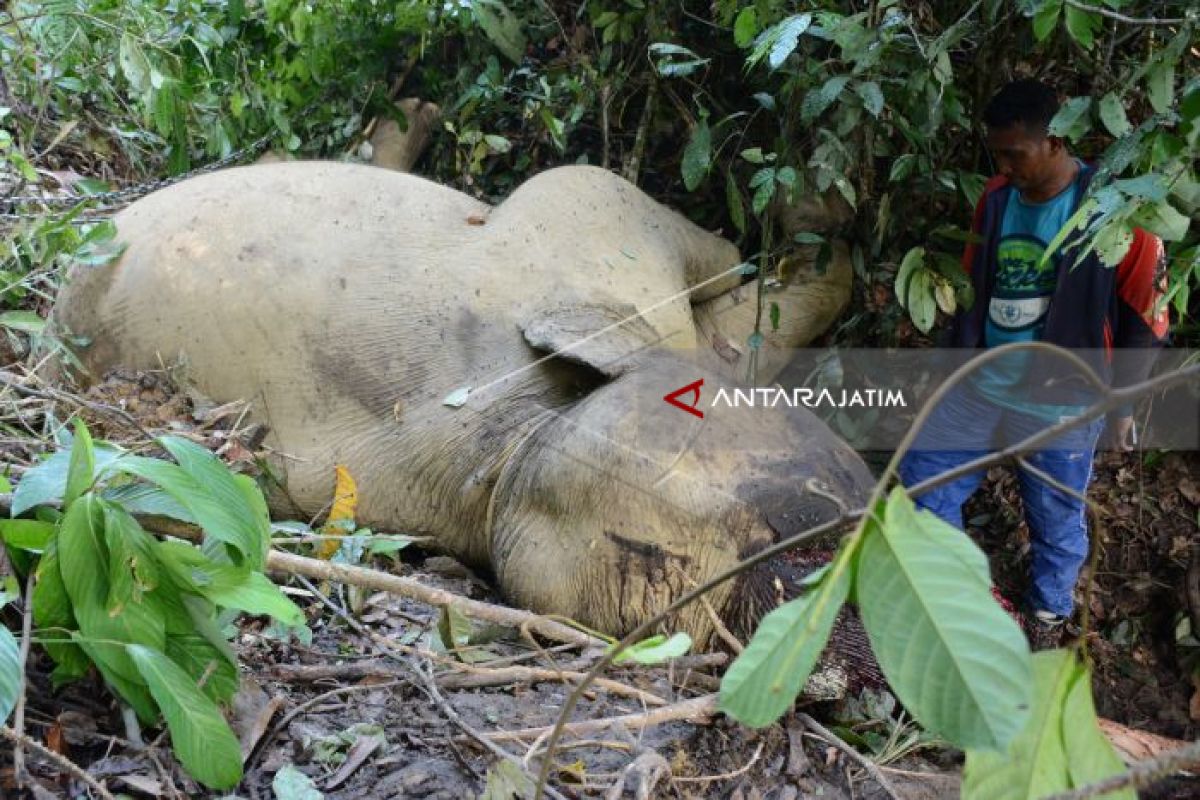 Diduga Keracunan, Gajah Jinak Mati Mengenaskan di CRU Aceh