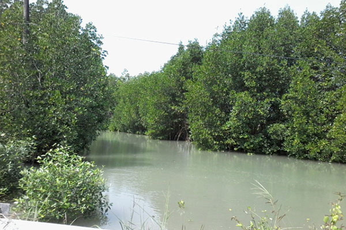 Wisatawan disuguhi hamparan mangrove jelang Tanjung Lesung