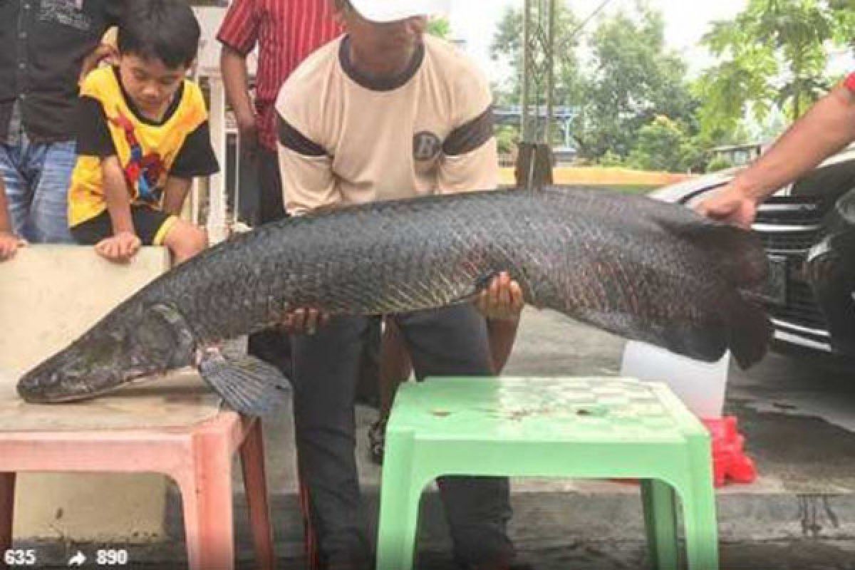 Menteri Susi ingatkan bahaya Ikan Arapaima