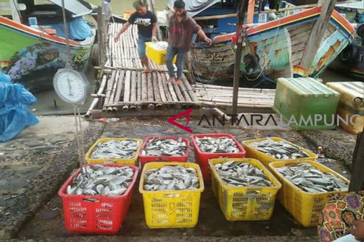 Melimpah tangkapan ikan kembung Nelayan Lampung Timur