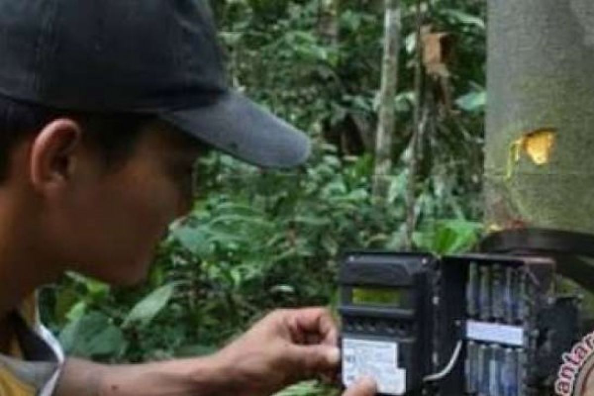 Jejak Harimau Terlihat di Kebun Sawit Inhu, BBKSDA Riau Pasang Kamera Pengintai