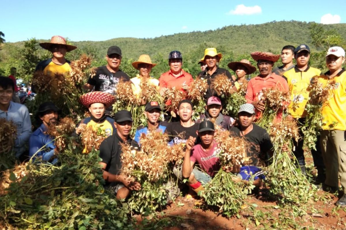 Beans harvest in Kiram tourism park