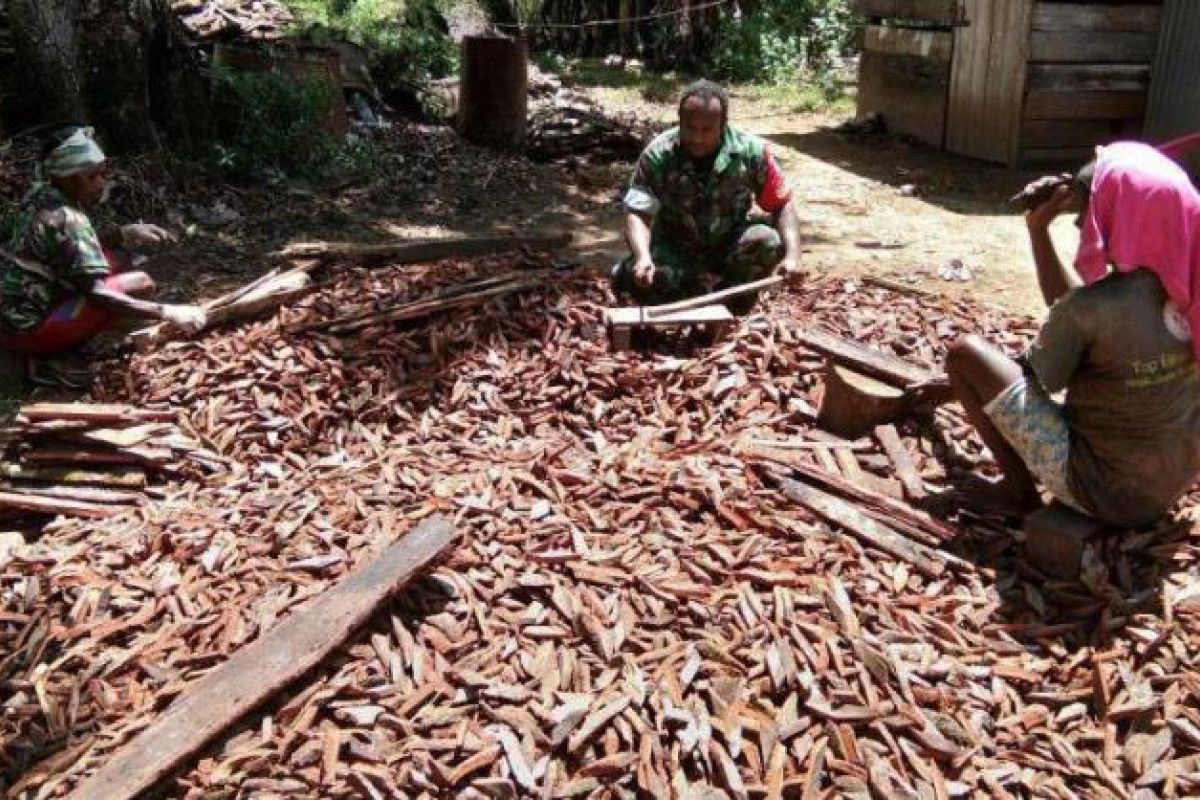 Babinsa Koramil Sota bantu warga olah kayu gambir