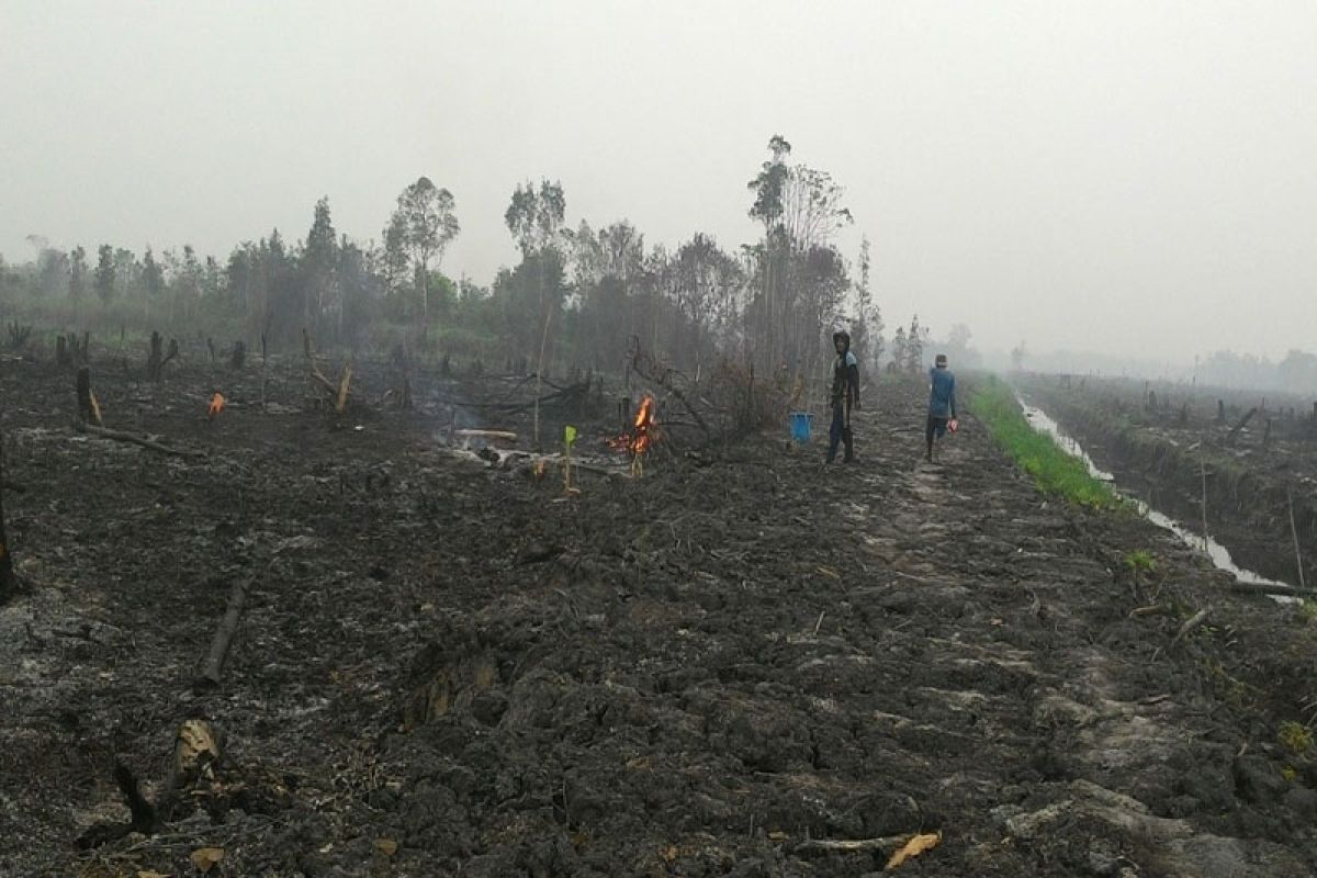 Kearifan lokal Dayak Ngaju dalam menyiapkan lahan patut ditiru