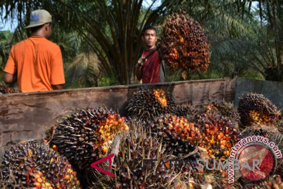 Harga sawit anjlok di Pesisir Selatan