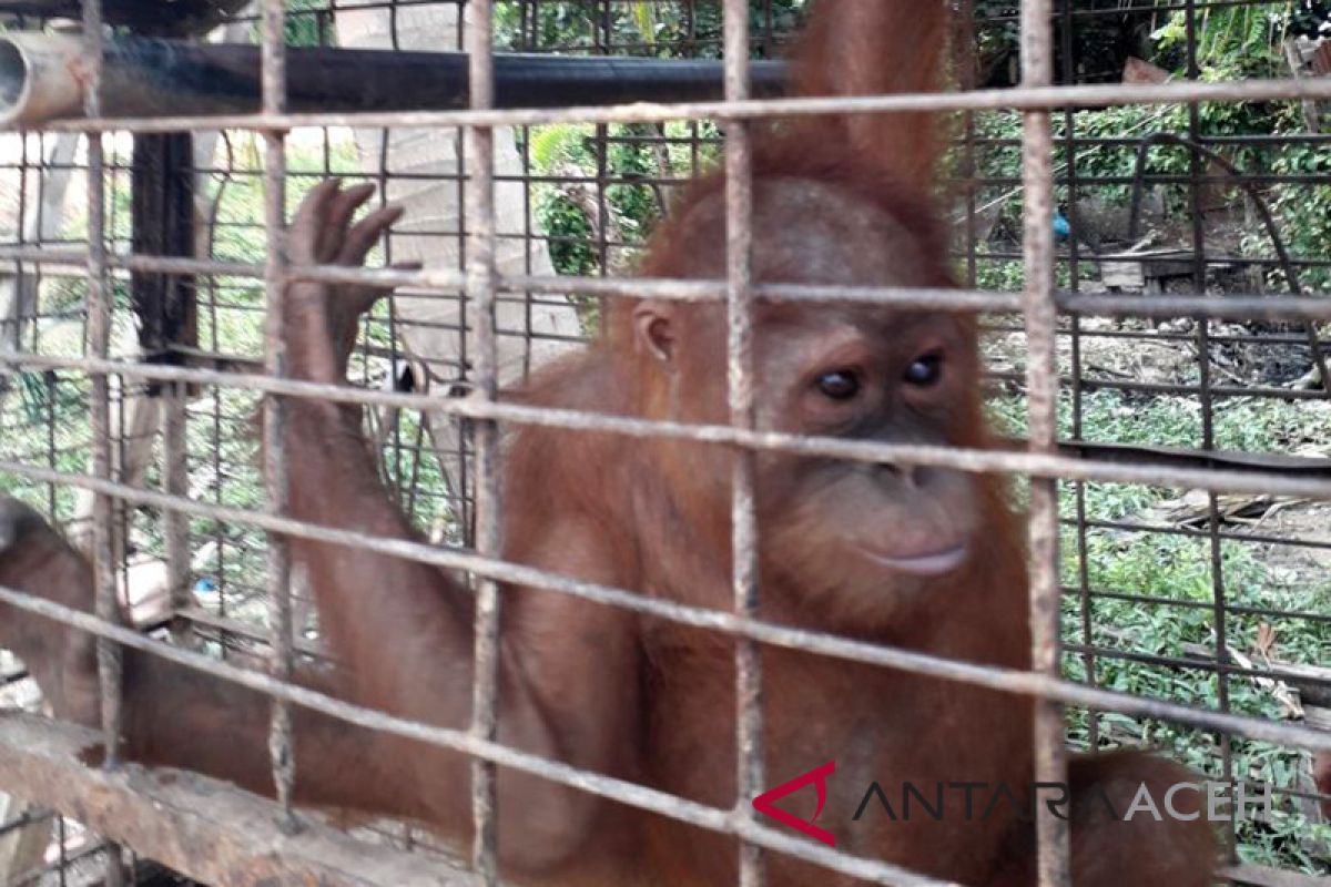 BKSDA Aceh evakuasi orangutan dari kebun
