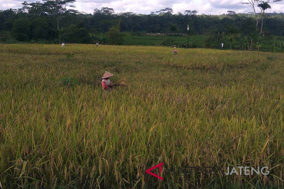 Luas panen padi di Banyumas capai 20.000 hektare