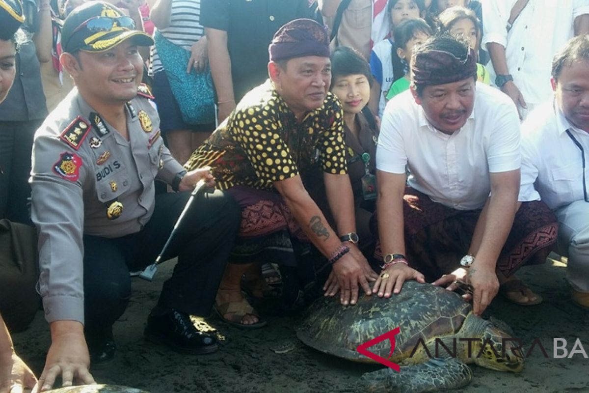 Penyu sitaan Polres Jembrana dilepas ke laut