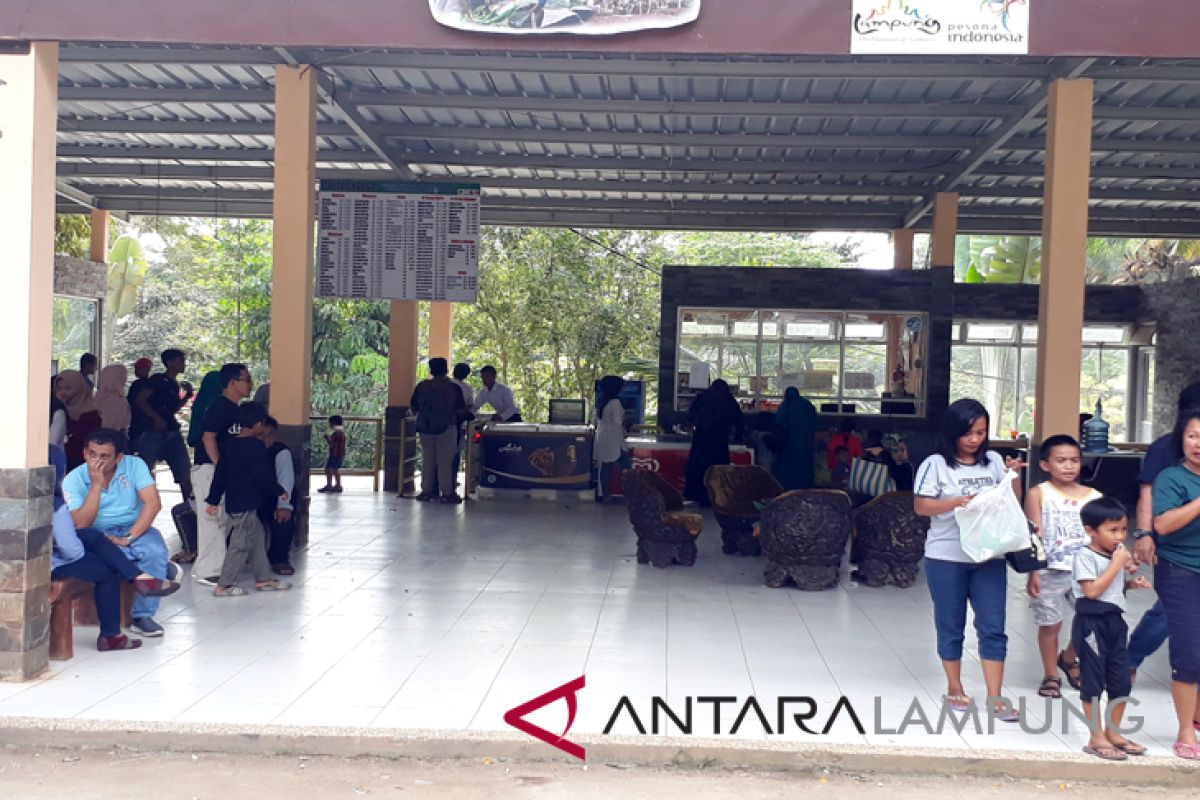 Wisatawan luar Lampung kunjungi Lebah Hijau