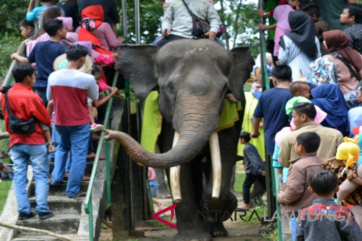 Pengunjung diimbau tak masuki kandang gajah TNWK