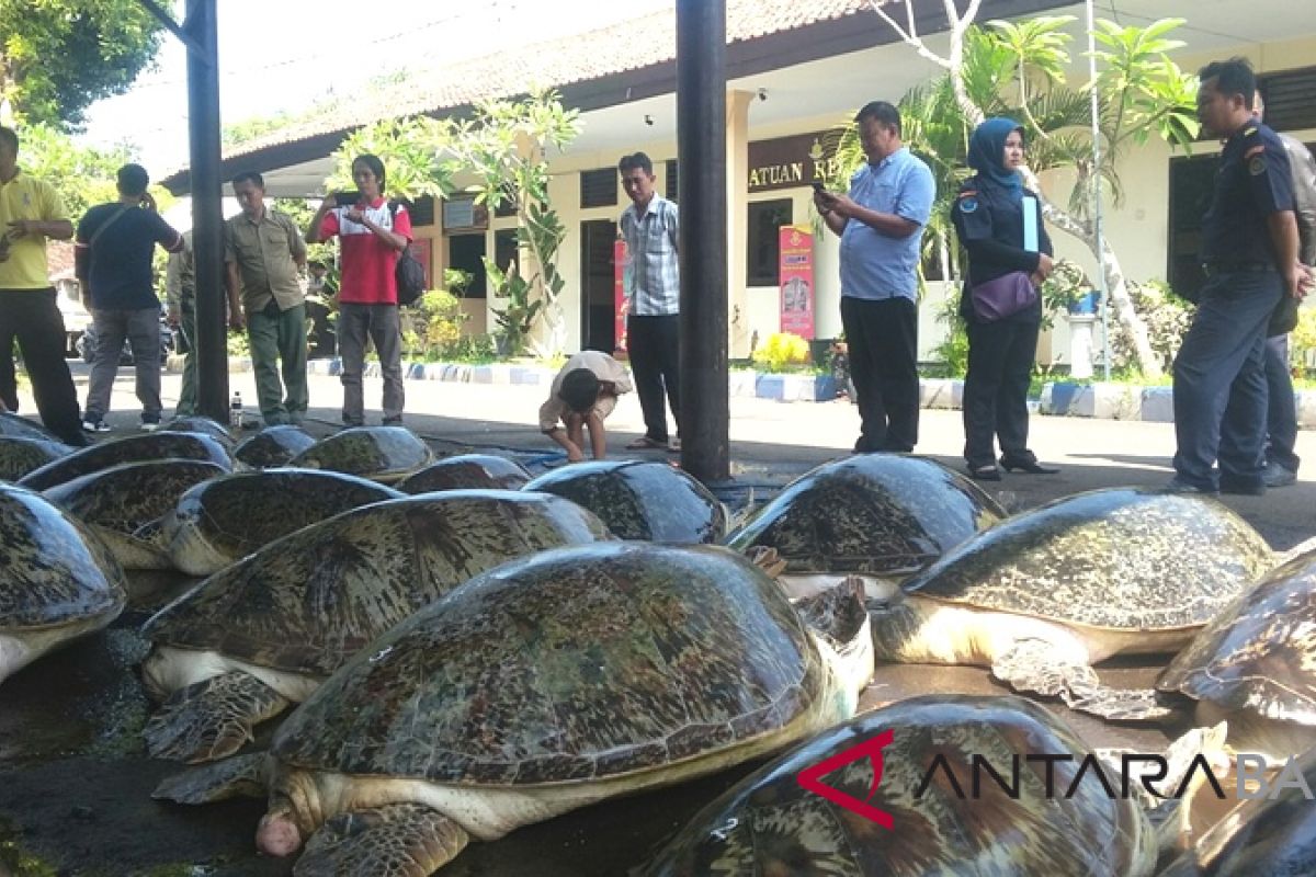 Polres Jembrana gagalkan perdagangan puluhan penyu hijau