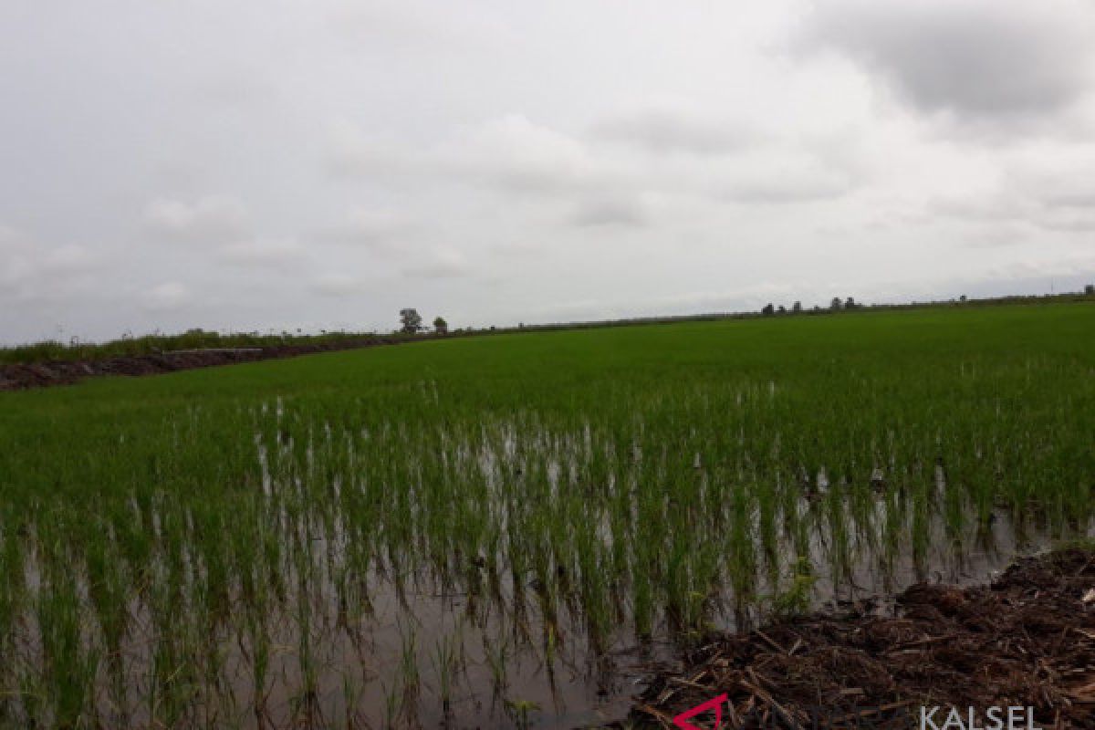 Farming in Sungai Batang begins to thrive