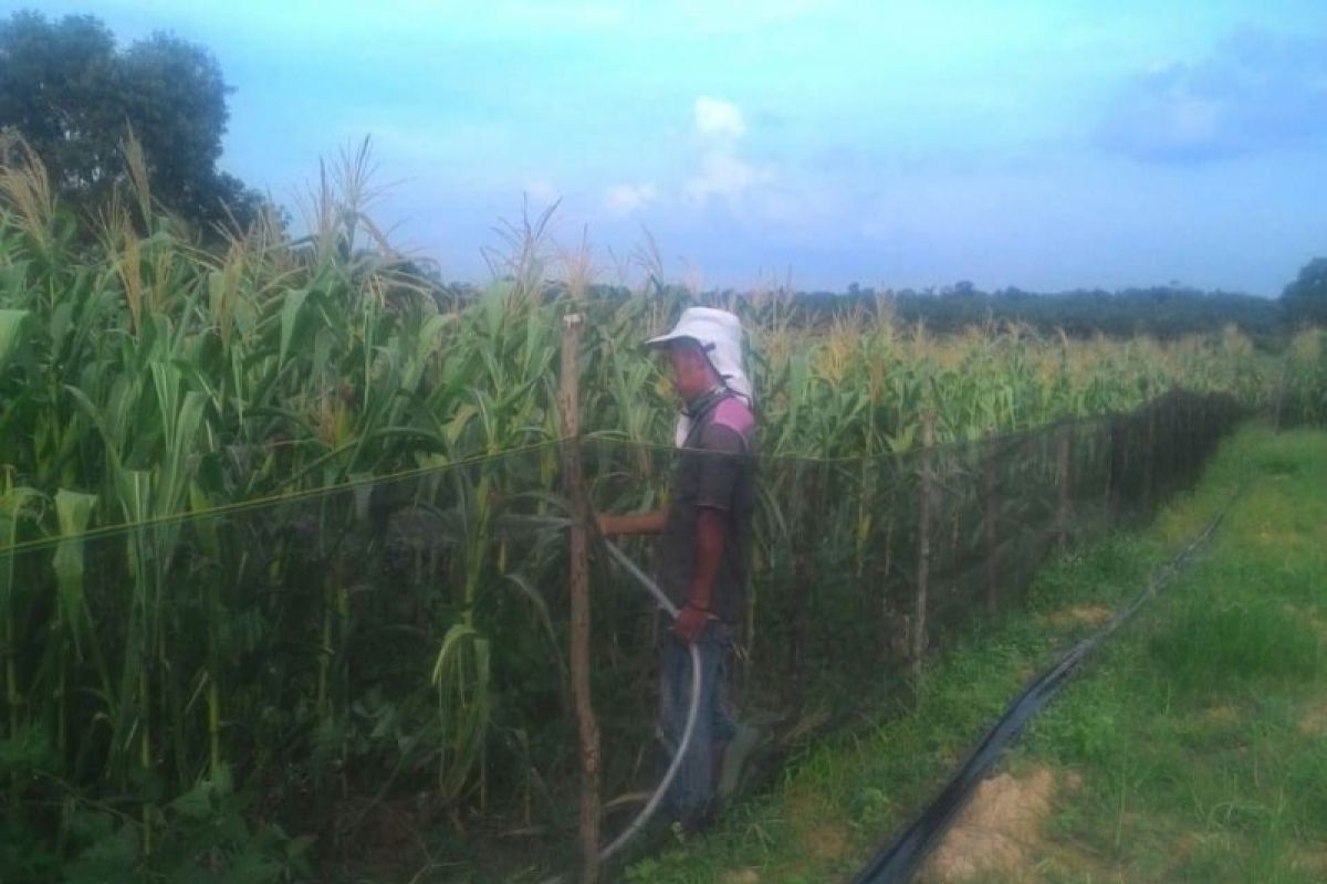 Hindari pemetikan,  tanaman  pameran HKP Jambi ditutup