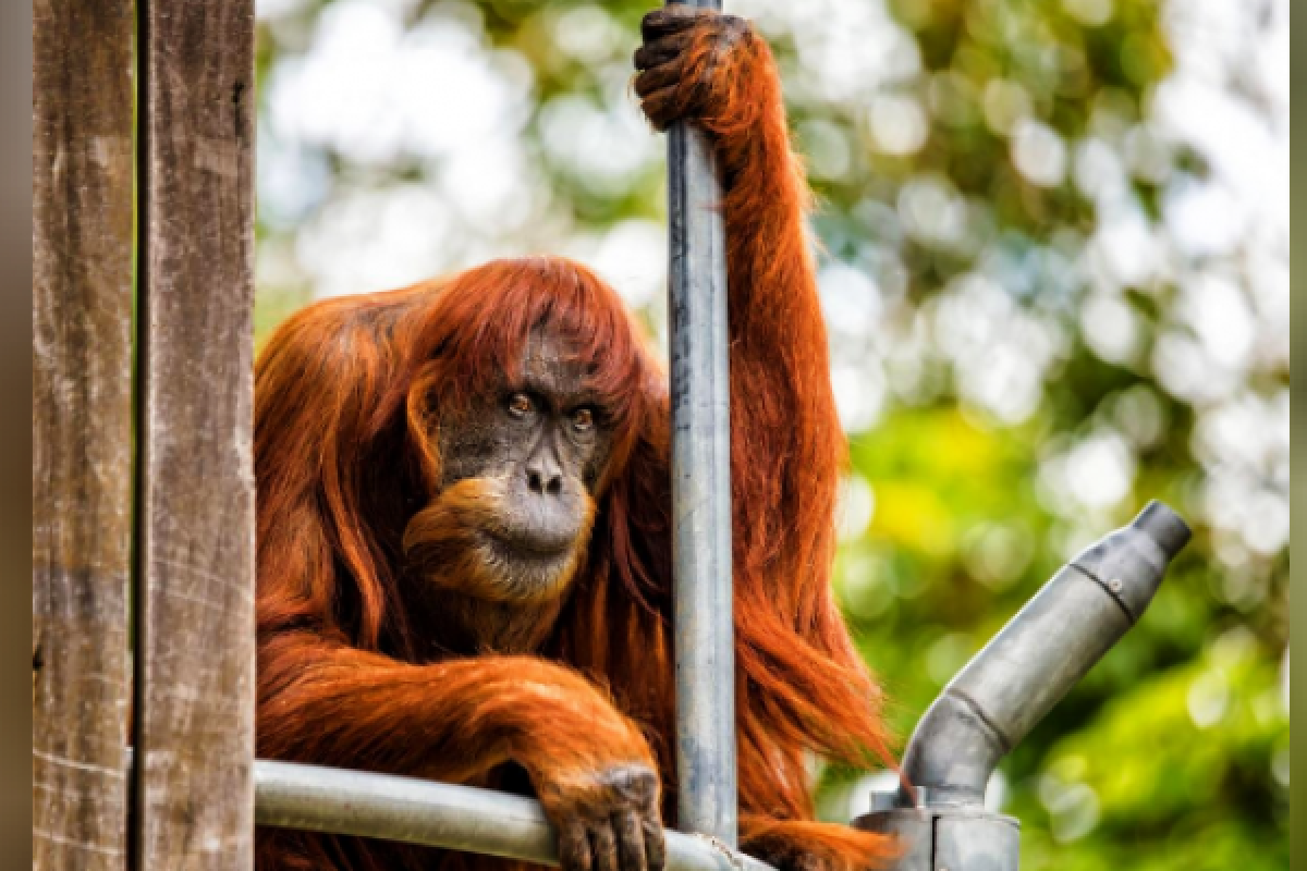 Puan si orangutan tertua di dunia mati