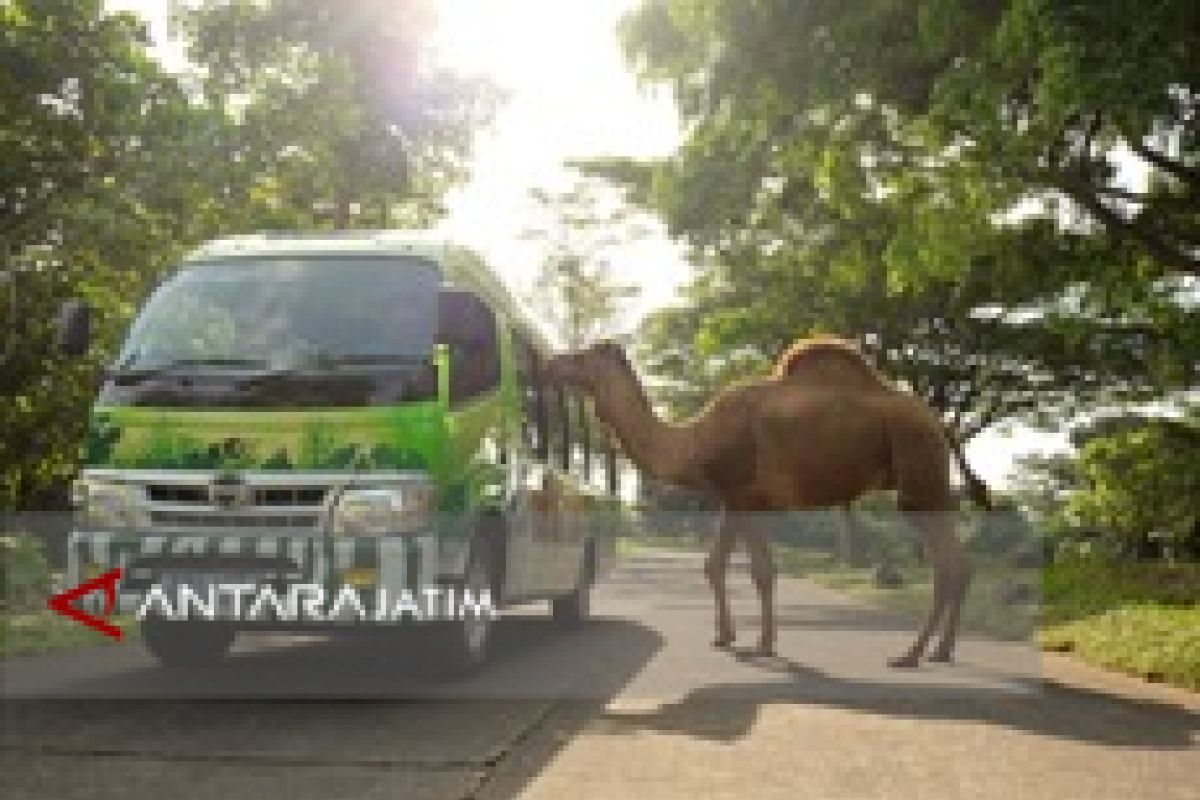 Taman Safari Prigen Beri Diskon Pilkada 27 Persen