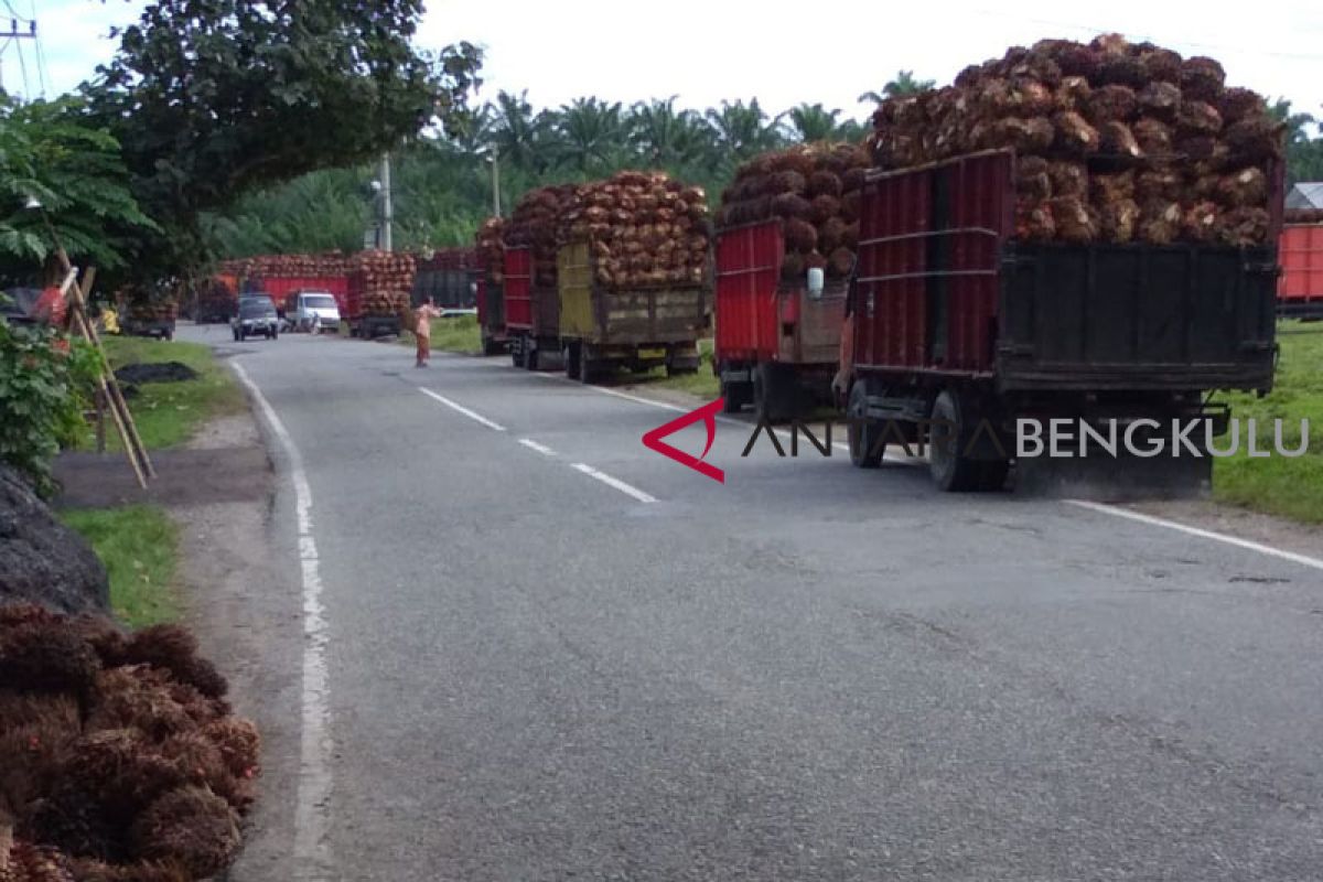 Harga TBS tingkat pabrik Bengkulu naik Rp20/kilogram