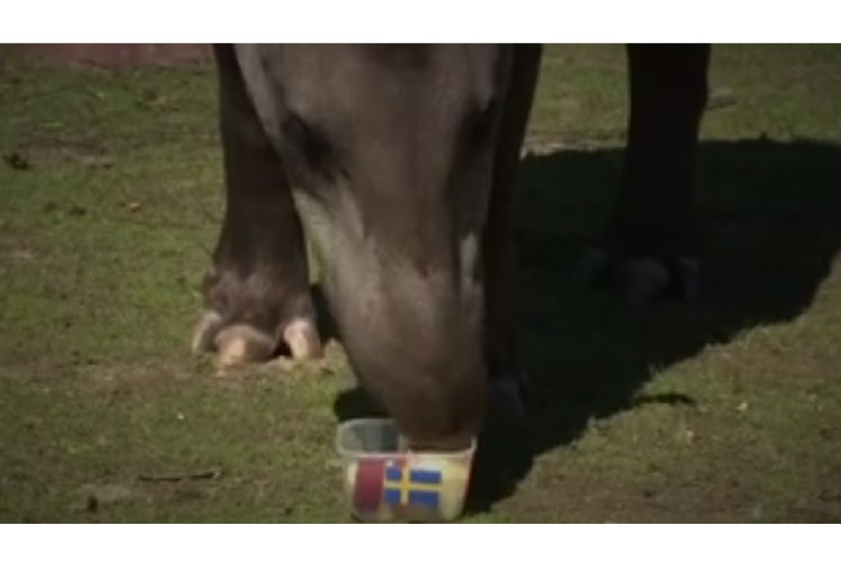 Tapir meramal Swedia bakal tundukkan Korsen