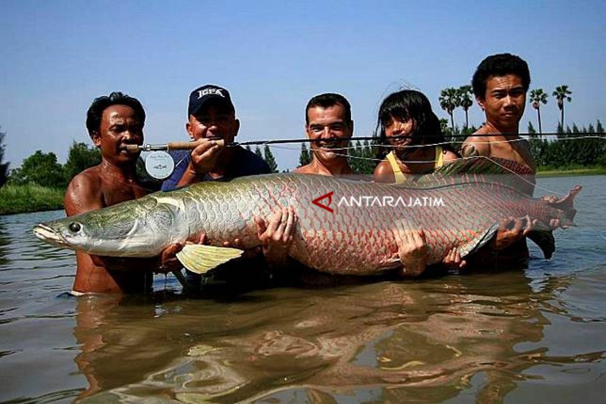 Peneliti LIPI Sarankan Segera Tangkap Ikan Arapaima