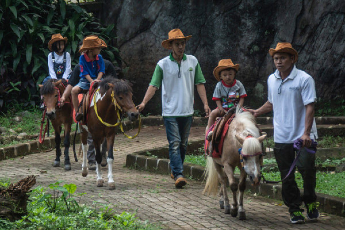 Ragunan akan meningkatkan pengawasan pohon tua