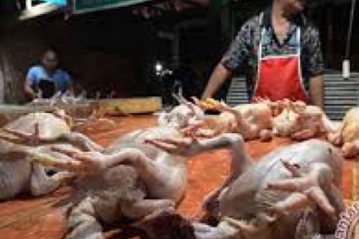  Pedagang Pekanbaru Keluhkan Kesulitan Mendapat Ayam Potong