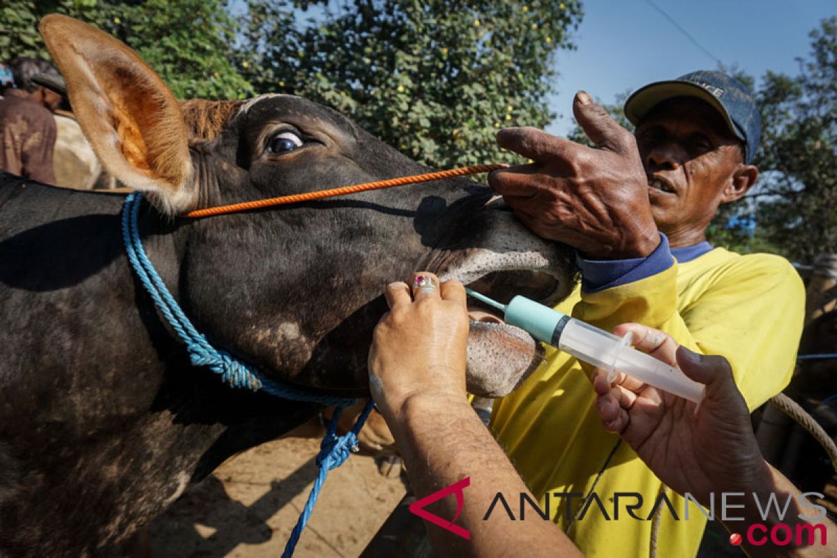 Dua sapi Agam jadi hewan kurban presiden