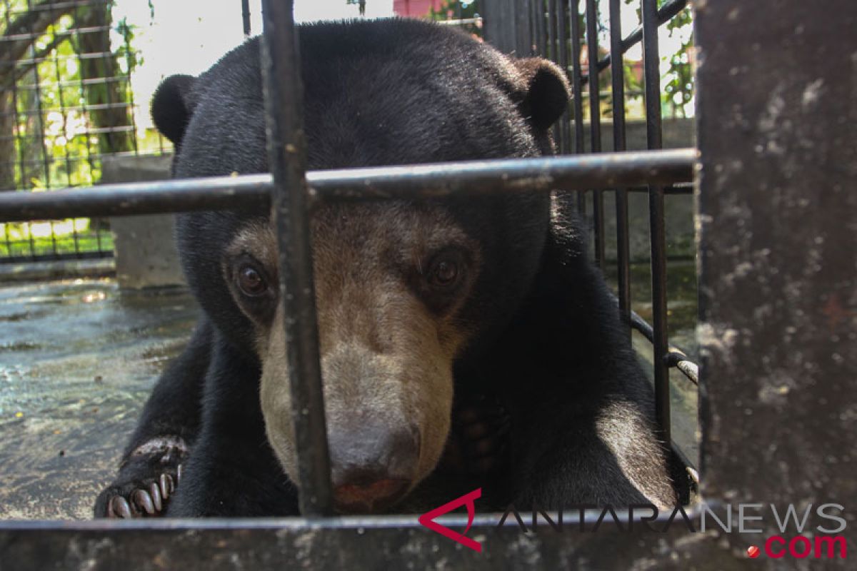 BBKSDA Riau bebaskan beruang madu dari jerat