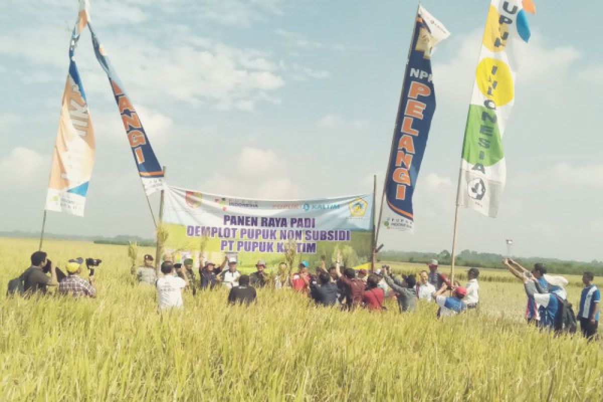 Pupuk NPK Pelangi Tingkatkan Produksi Padi di Jember