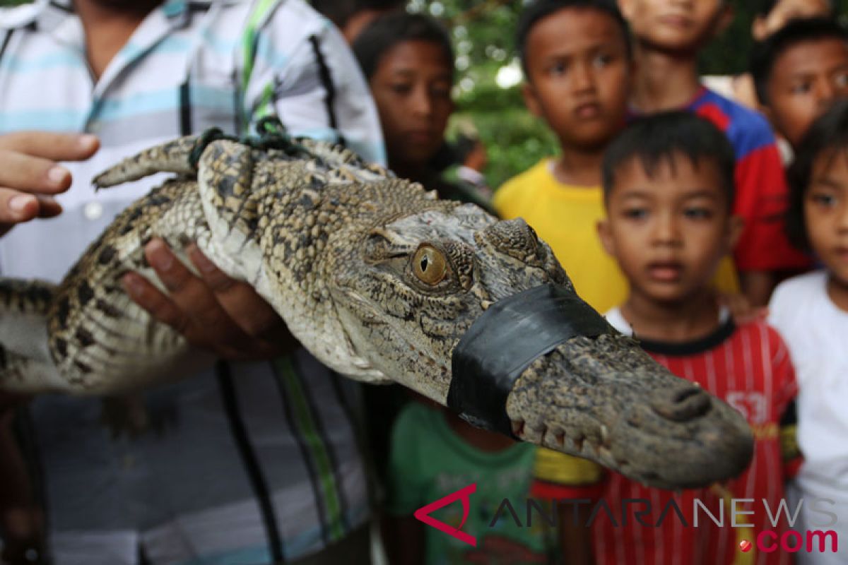 Kemunculan anak buaya membuat heboh warga Desa Mantaren