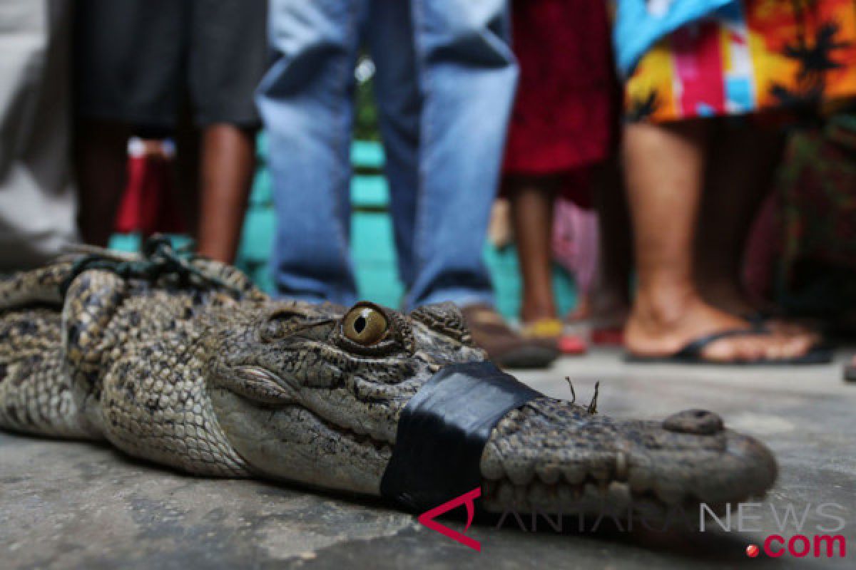 Buaya tewaskan warga Bangka akhirnya tertangkap