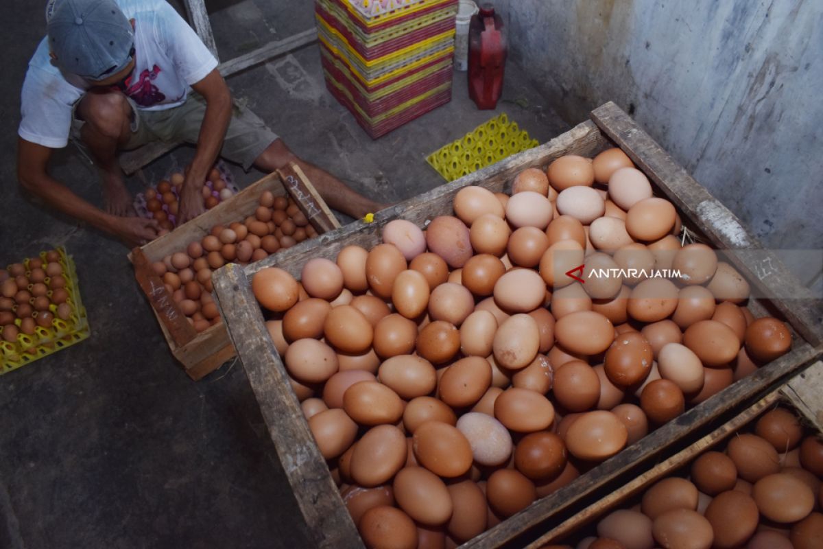 Harga Telur di Sidoarjo Kembali Normal