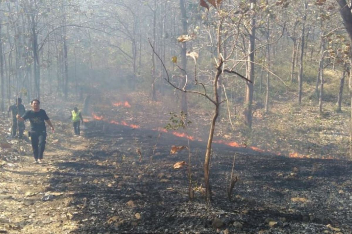 10 Hektare Hutan di Ponorogo Terbakar