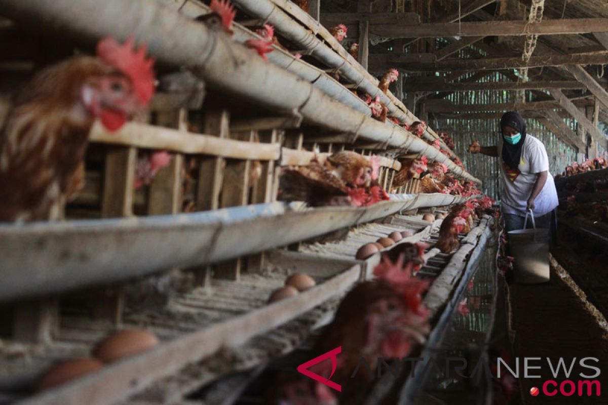 Pasokan jagung kurang picu lonjakan harga telur ayam