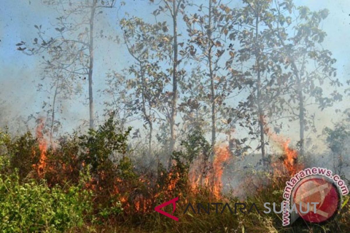 Hutan di Toba Samosir terbakar