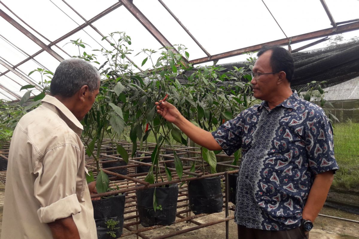 Kebun Hidroponik Pertamina Tanjung  Kembangkan Pupuk Organik