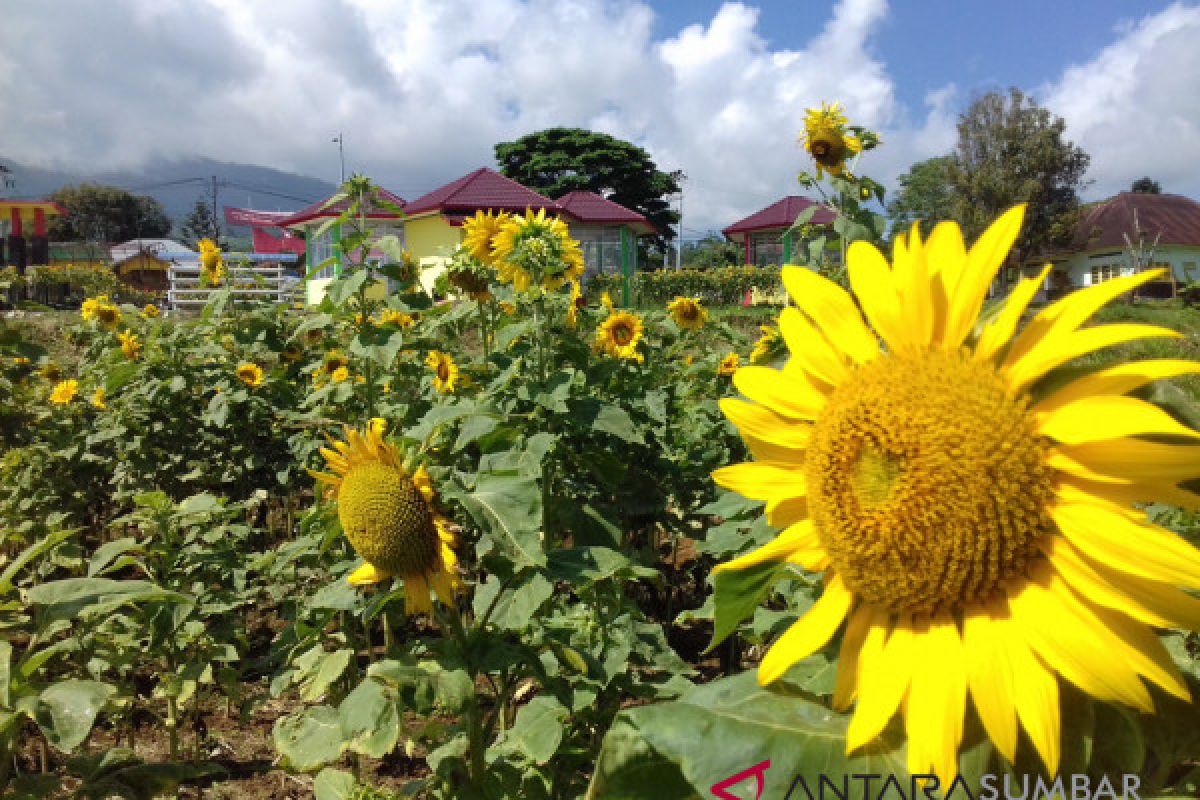 Inilah kebun bunga matahari yang tumbuh mekar di taman sains pertanian Solok