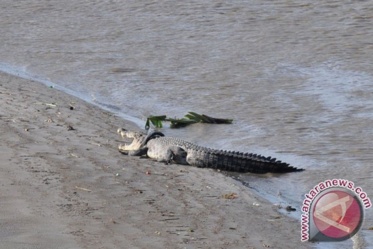 Buaya muara serang warga pantai Kotabaru