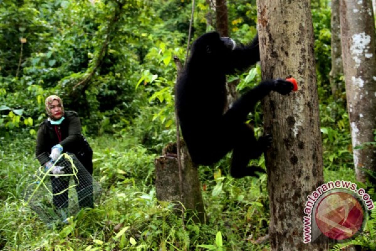 International organizations help preserve 1.3 million hectares forest in Indonesia