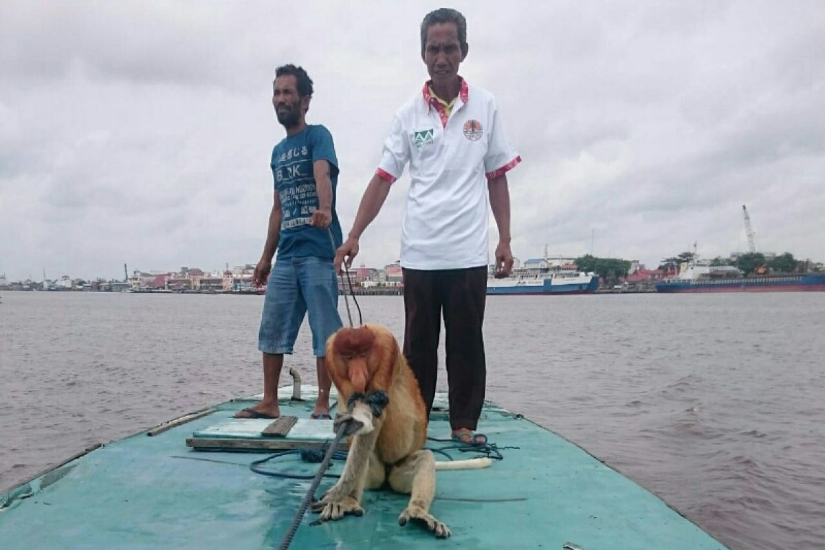 Berenang menuju dermaga pasar, bekantan ini hanyut, lalu diselamatkan warga