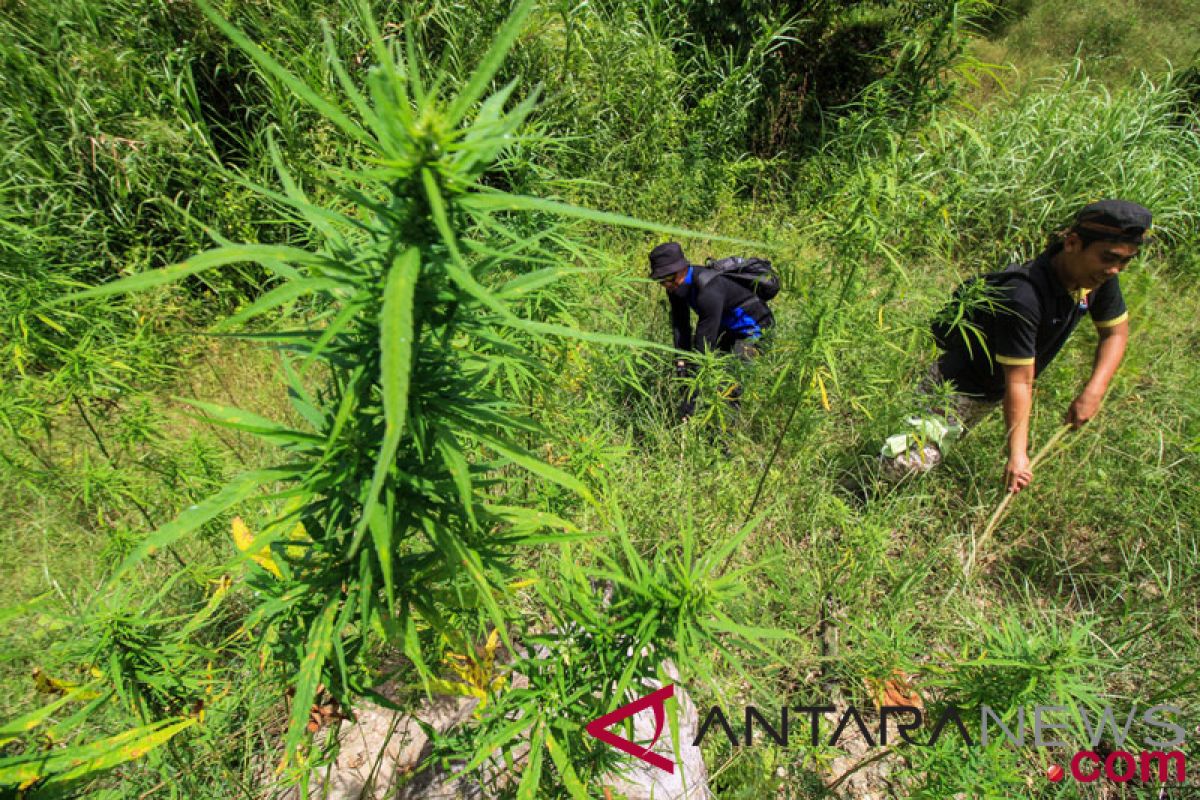 Polisi temukan ladang ganja 1,5 hektare di Purwakarta