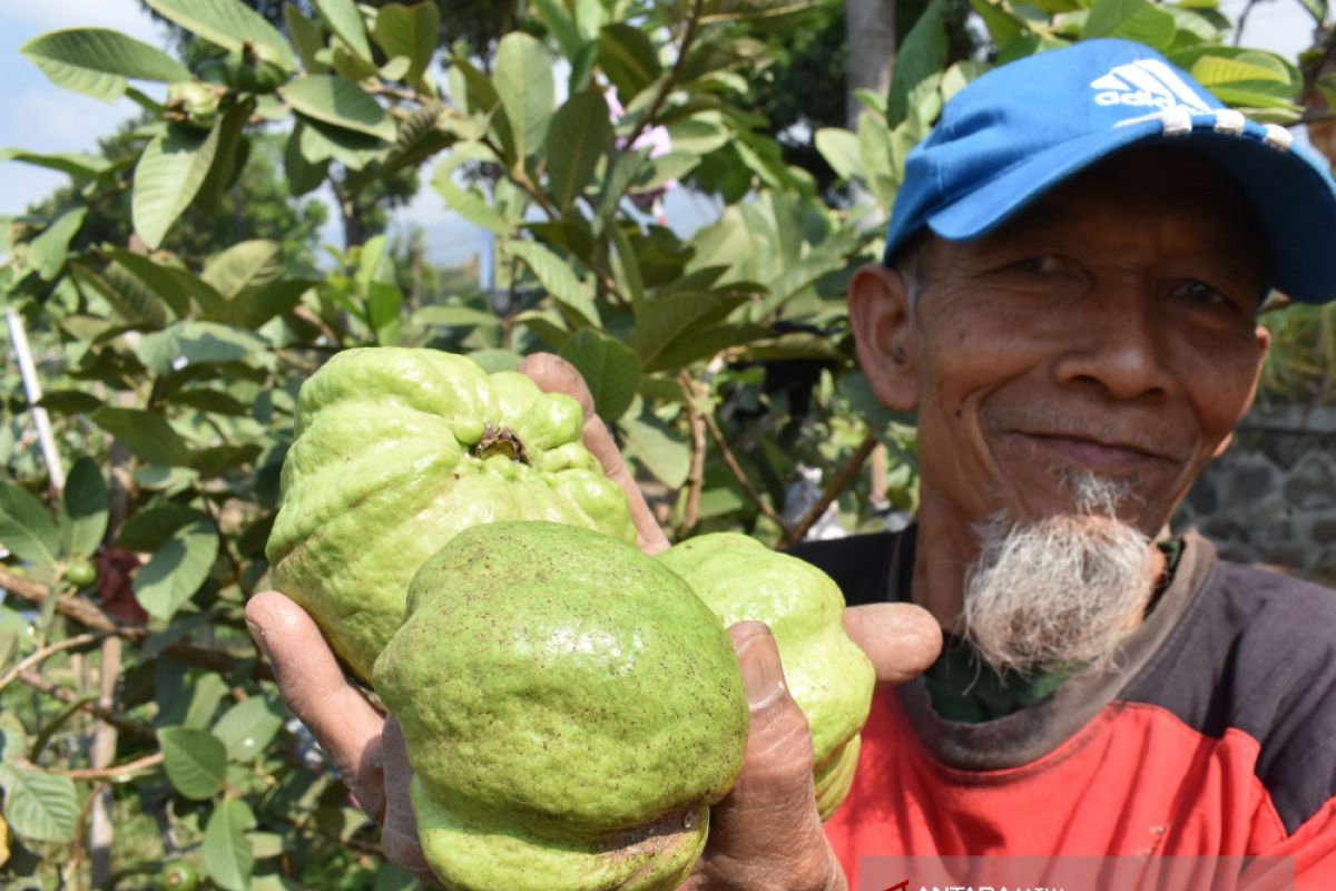 Petani di Magetan Budidayakan Jambu Kristal