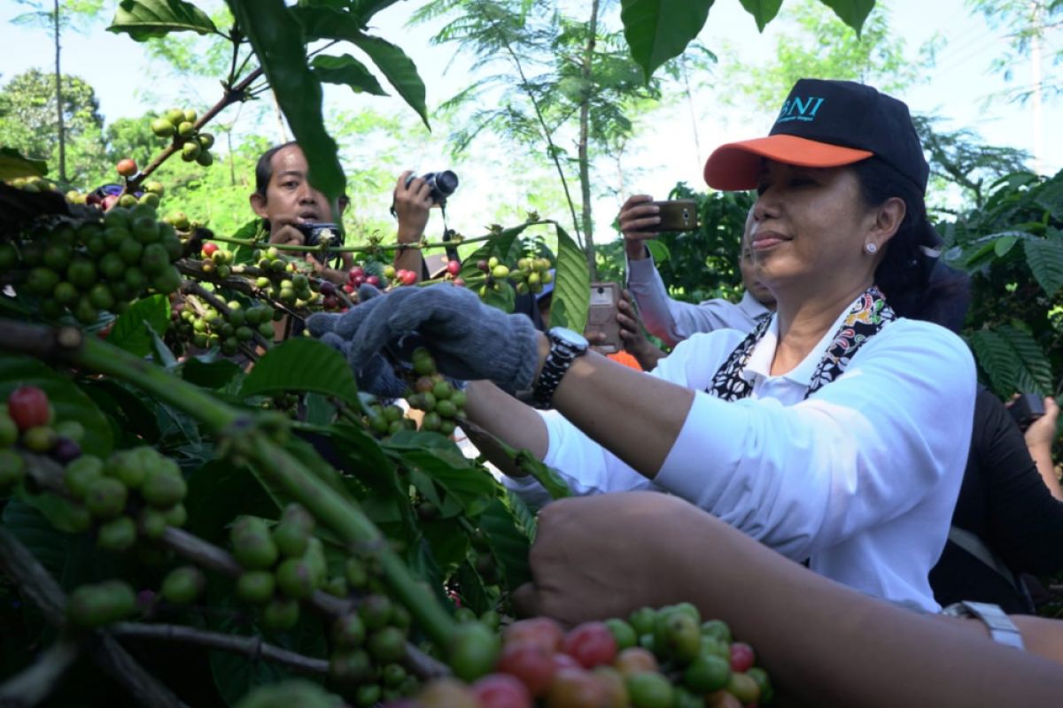 Rini nikmati sensasi memetik kopi kebun rakyat