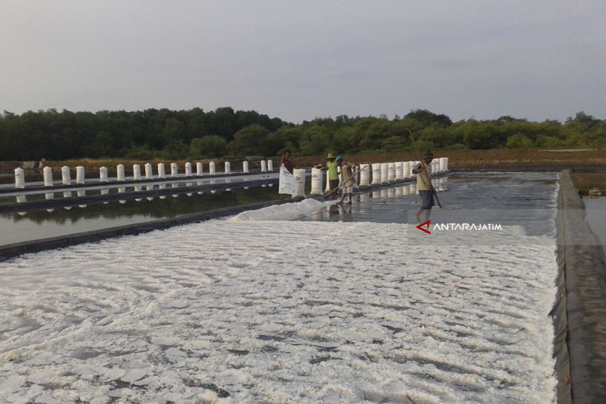 Madura Panen Garam, Harganya di Probolinggo Merosot