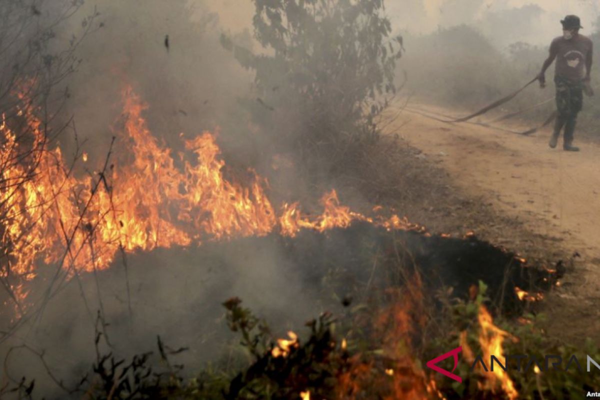 Delapan daerah di NTT rawan mengalami kebakaran hutan-lahan