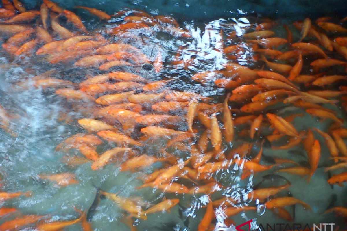 Pemerintah Kota Kupang bantu 105.000 benih ikan