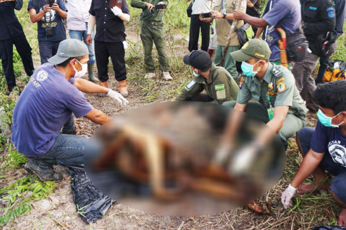 PT WSSL apresiasi penangkapan pelaku pembunuhan orangutan