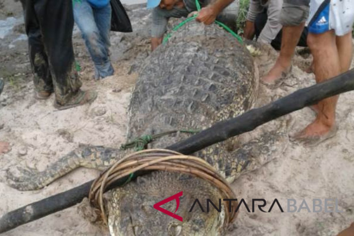 Buaya raksasa resahkan warga Bangka akhirnya tertangkap-mati