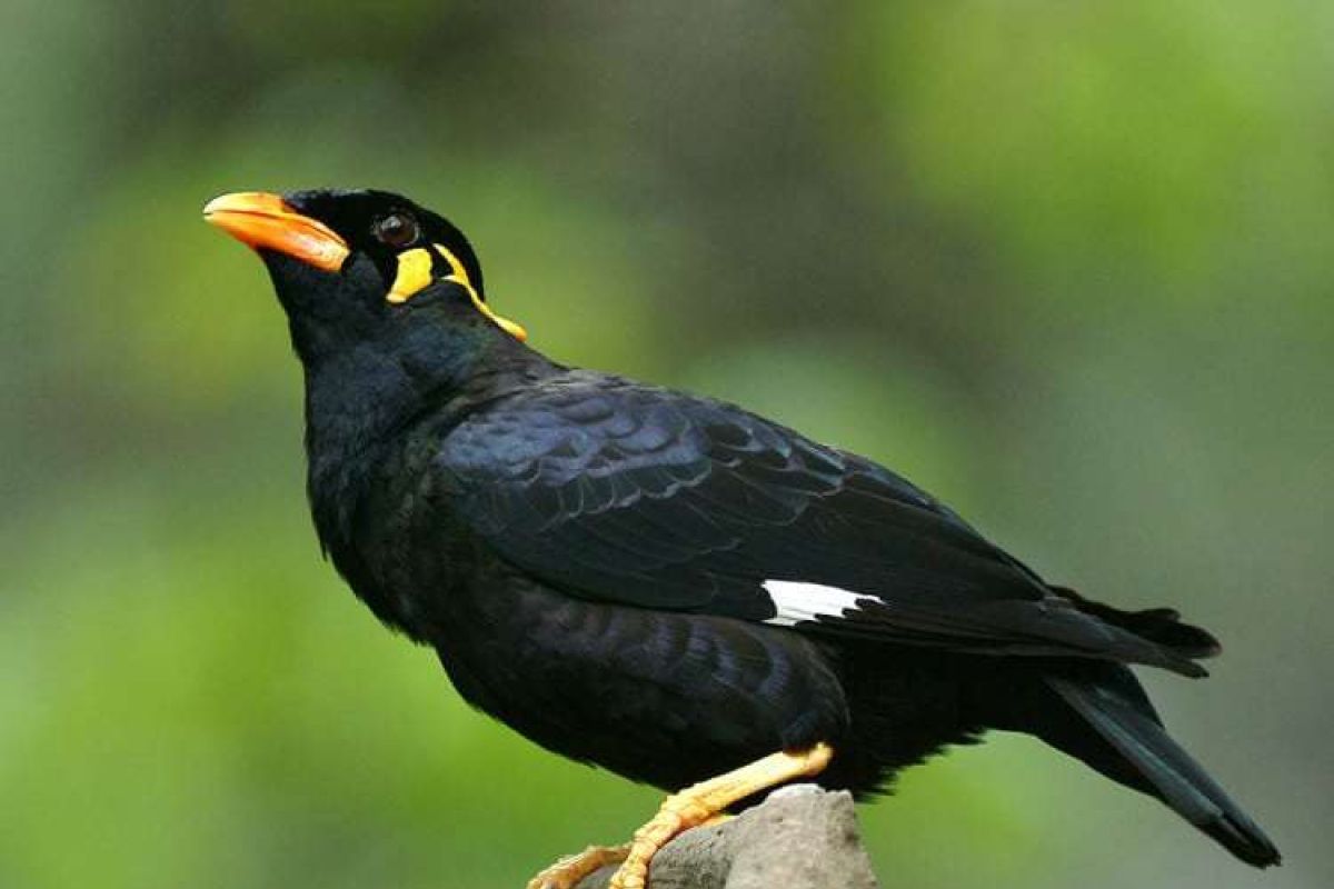 15 persen burung endemik Indonesia terancam punah